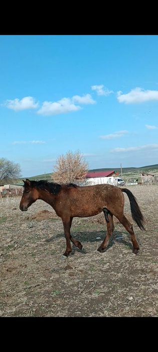 1 ұрғашы байтал 1еркек тай сатылады.Талисман айғырдың ұрпақтары.