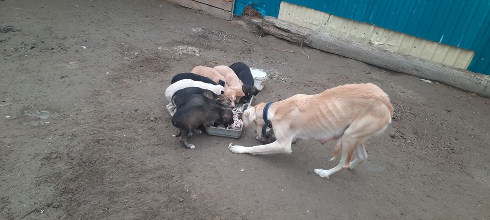 Тазы күшік сатылады