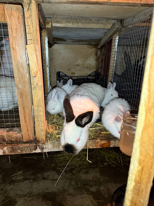 Quyon sotiladi nasli tozza, otasi flandir