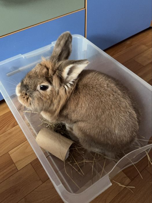 декоративный кролик