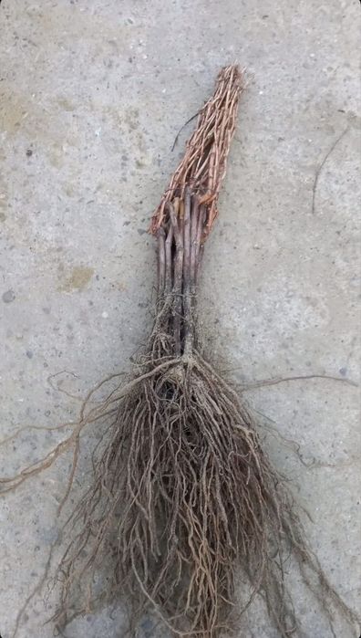 Butasi vita de vie 1-2-3!!