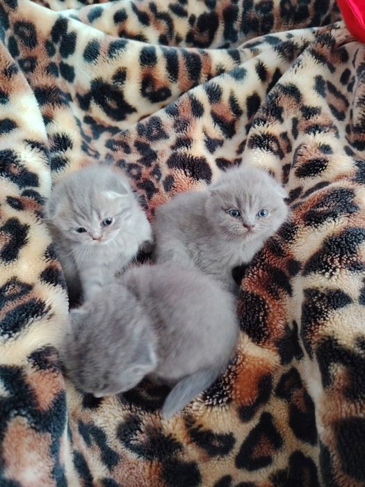 Mushukchalar sotiladi