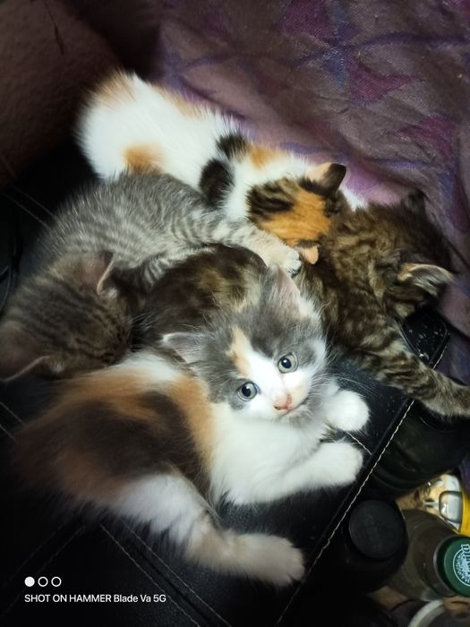 Подарявам котета