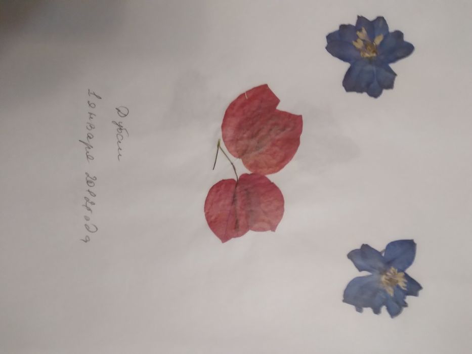 Гербарий разного вида