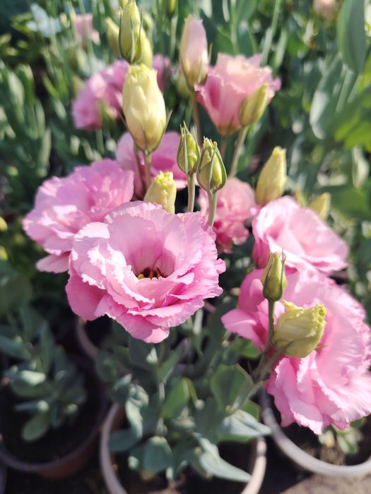 Эустома в горшках