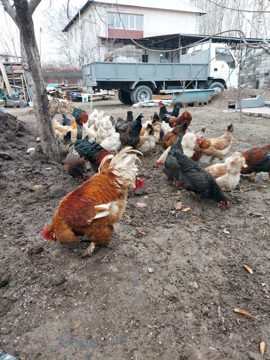 Продам Индуков кур несушки