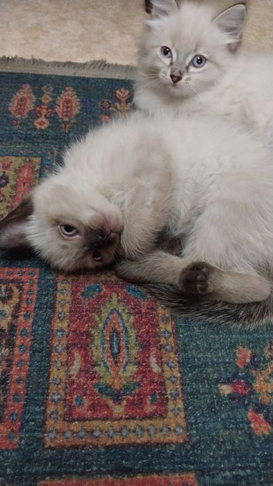 Продам котят породы Невская маскарадная.
