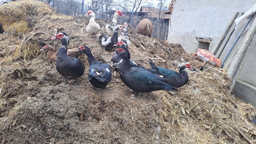 Vand sau schimb ratoi lesesti