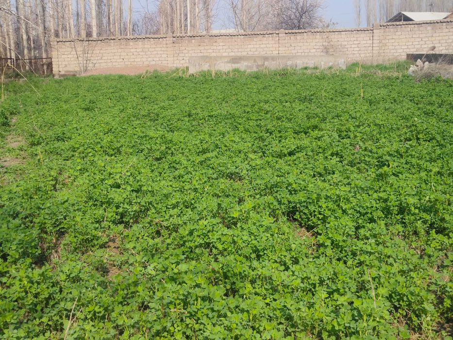 Yer sotiladi 10 sotoh