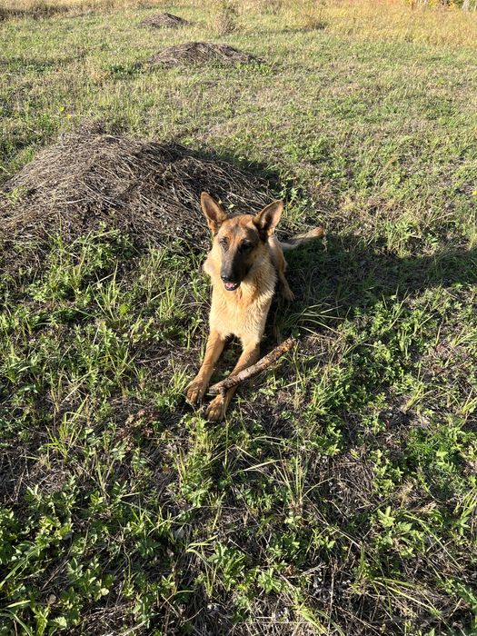 Продается щенок немецкой овчарки ( девочка)