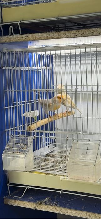 Канарейка пара самка и самец