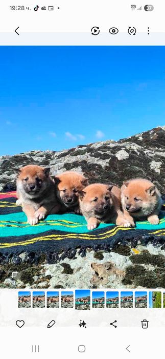 Продавам кученца Шиба Ину