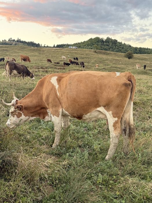 Vacă si vitel se vanzare