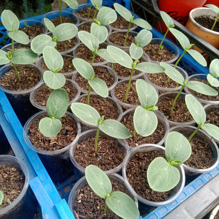 Рассада для теплиц: помидоры, огурцы