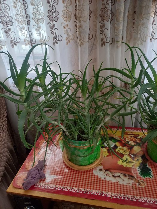 Обменяю на комнатные цветы