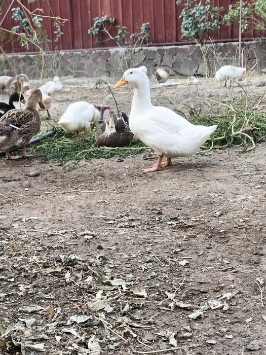 Продам утки. Разной породы.