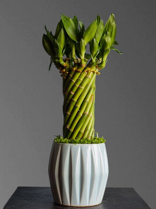 Бамбук для вашего дома и офиса орхидея орхидеи цветы гуллар