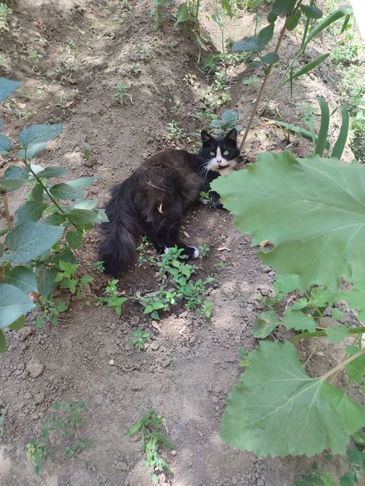 Красавец кот ищет дом!