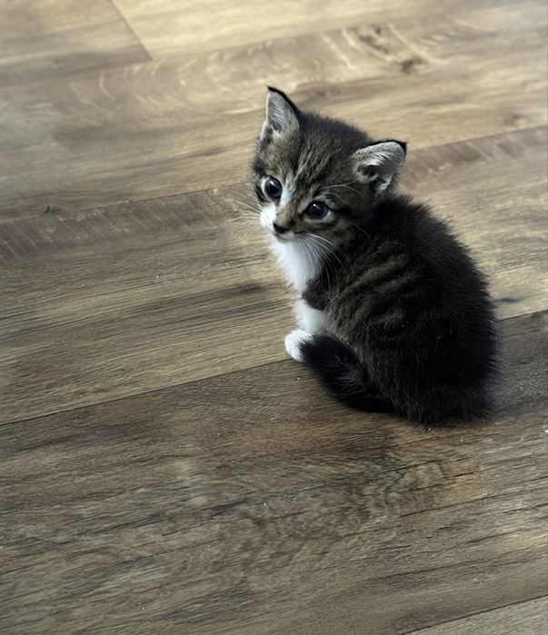 Котёнок 1,5 месыцев