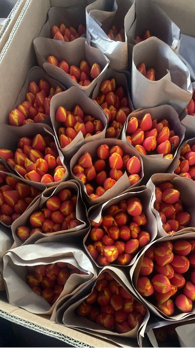 Тюльпаны крупные