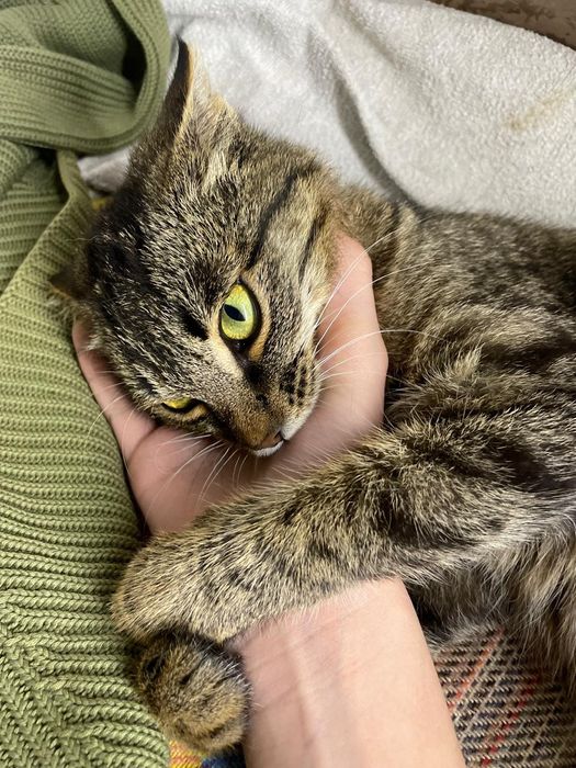 Отдам котенка девочка в добрые руки