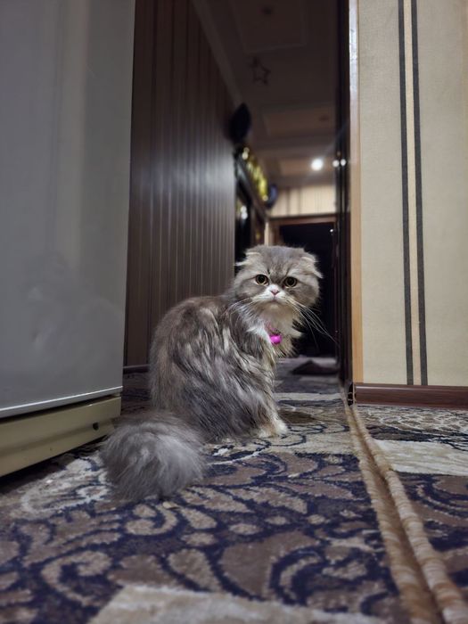 Mushu sotiladi skotish fild xeyland