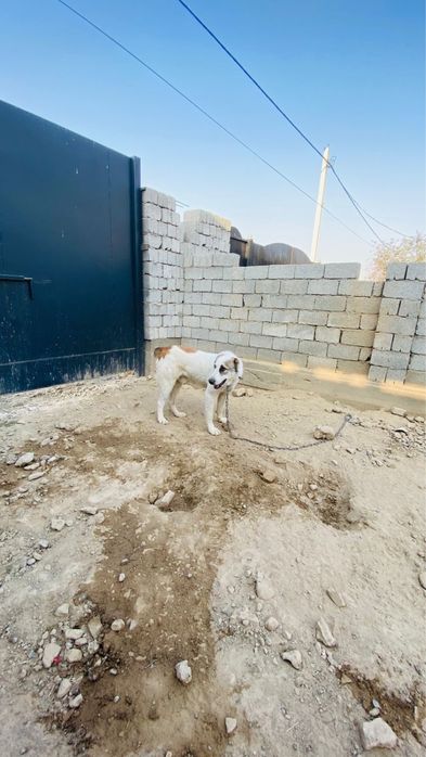 Алабай ит сатылады