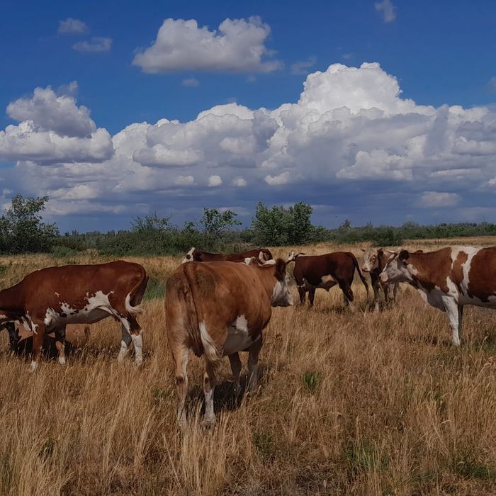 соғымға  семіз сиырлар