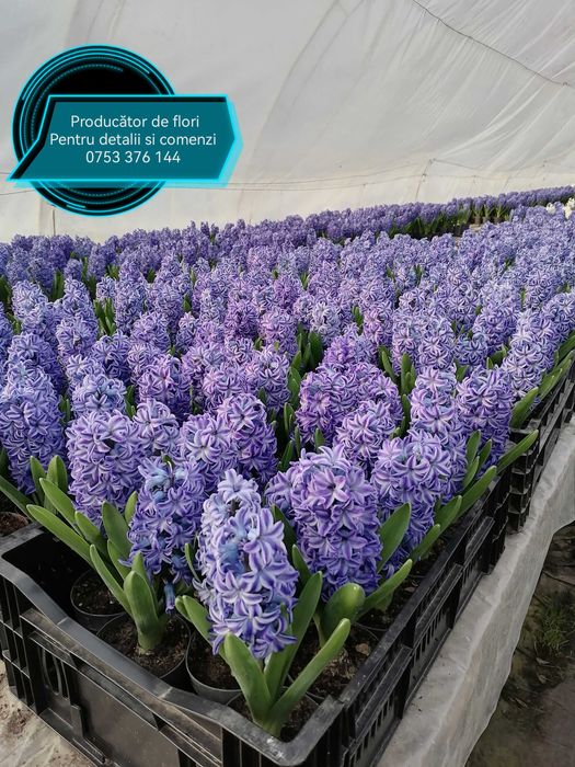 Zambile lalele primule narcise flori