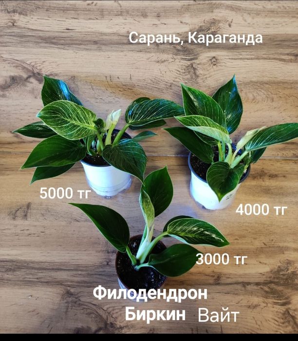 Филодендрон Селоу,Биркин,и т.д