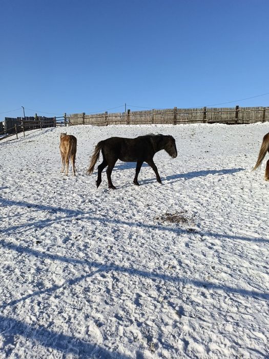 Продам жеребёнка. 2024 года