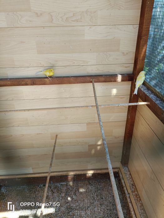 Canari de cantec