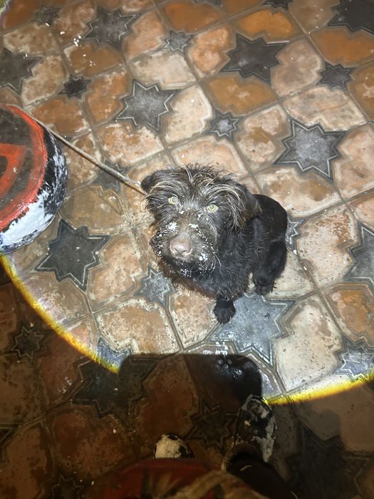 Продам щенка дратхаара