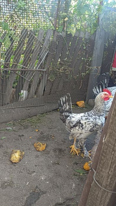 Петушки молодые домашний