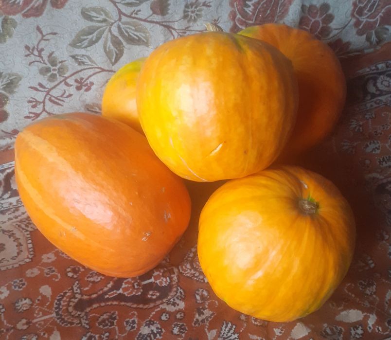 Продам картофель сорт Гала