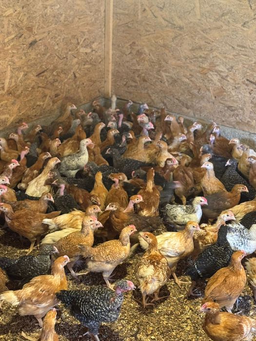 Pui de rasa mixta/Puicute ouatoare//Pui de carne