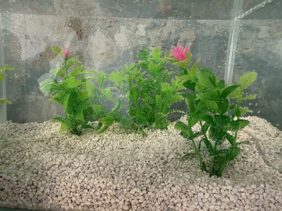 Acvariu 10 litri