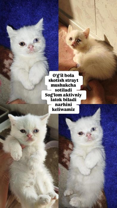 Скотиш фолд ва скоттиш страйт мушукчала