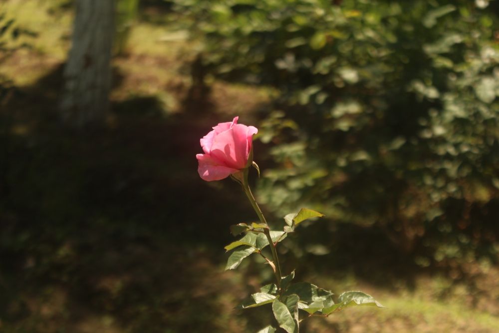 Canon EOS 600D / Rebel T3i