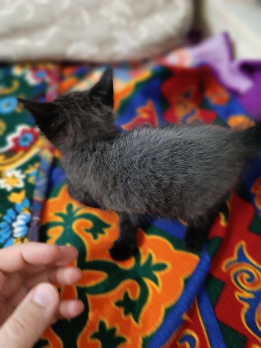 Отдам сереньких котят