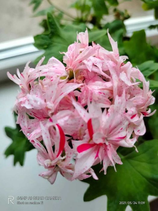 Пеларгония Ричард Хадсон, продам ук.черенок