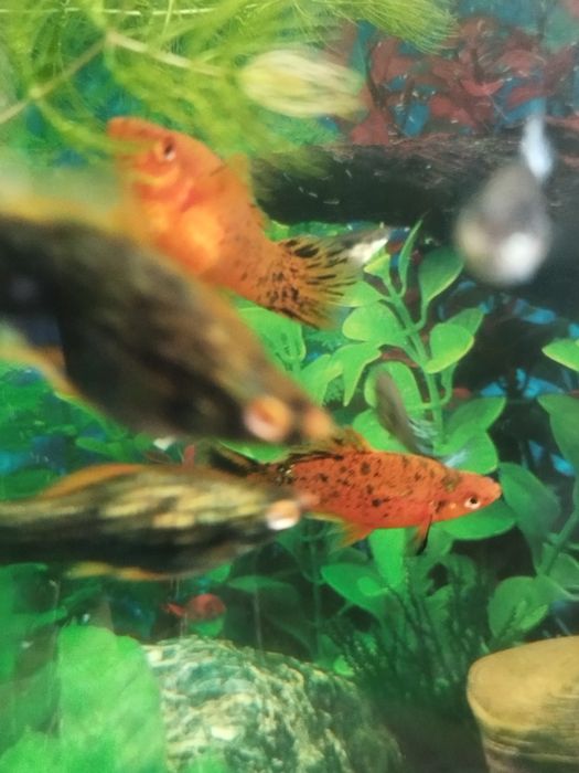 Пара тигровых меченосцев