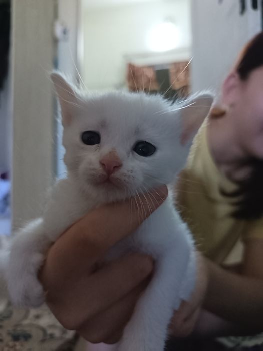 Продаются котята