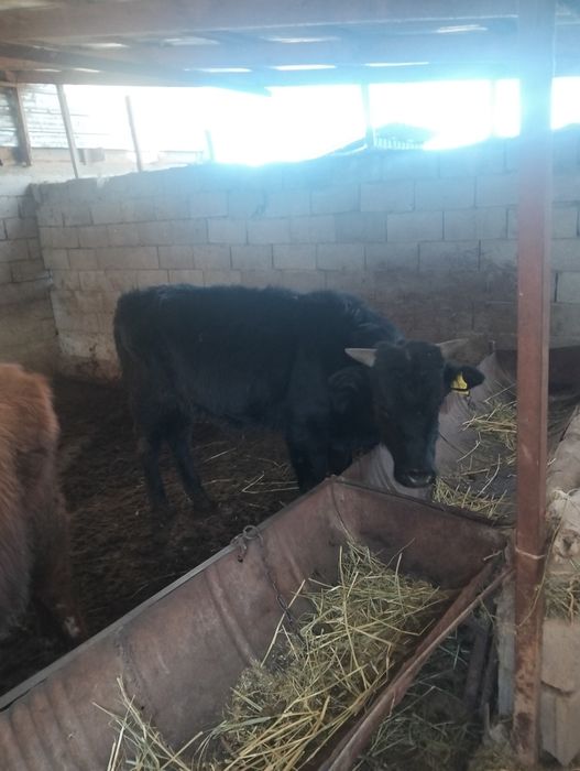 Бычок бука сатылад