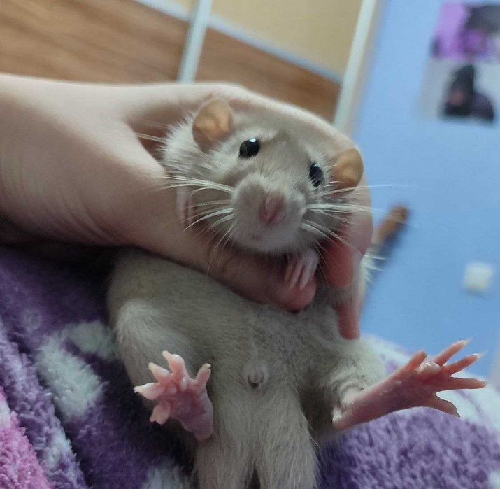 Отдам крыс мальчиков