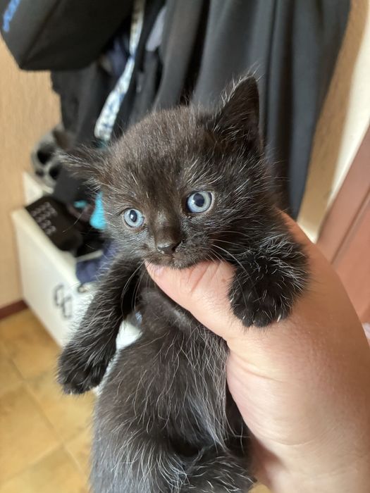 Шотландские котята остались 3 девочки