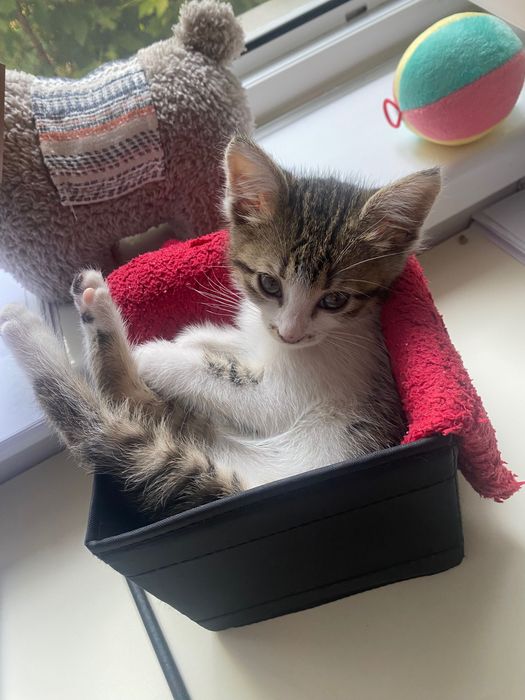 Adopții pisici - pui