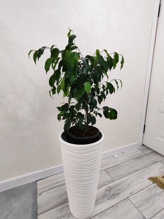 комнатные цветы, доставка