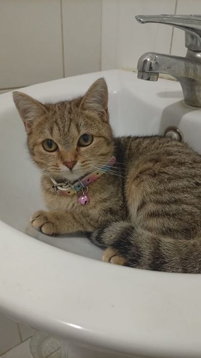 Отдам в добрые руки