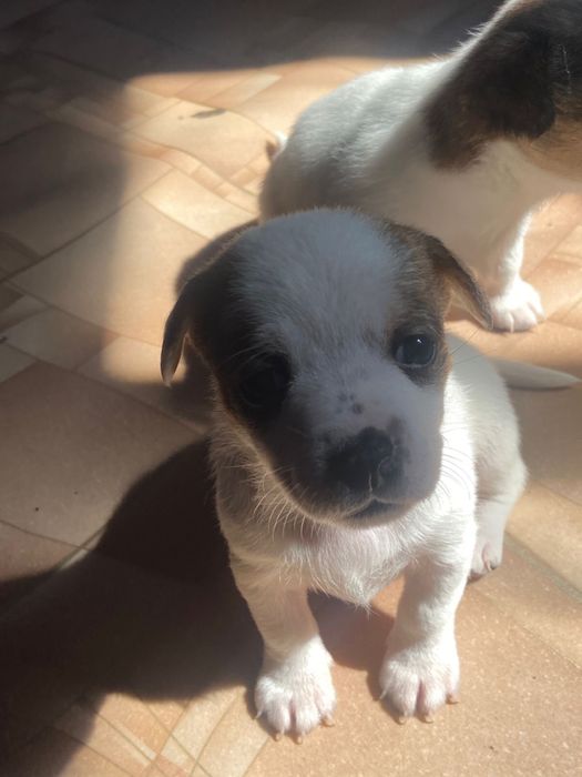 Продаю щенят джек рассала